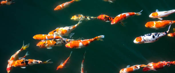 istock Japanese Fancy Koi Carp Fishes 842722014