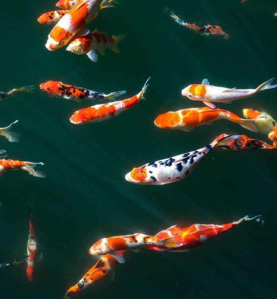 istock Japanese Fancy Koi Carp Fishes 842722020