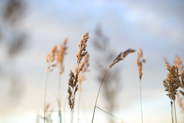 istock Wheat in front of evening sky blurred background 842722308