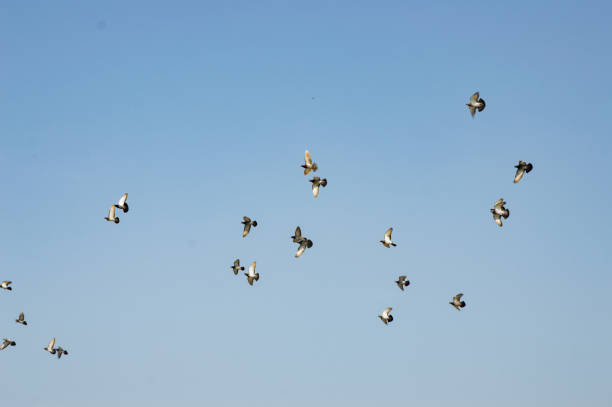 istock flock of bird 842723674