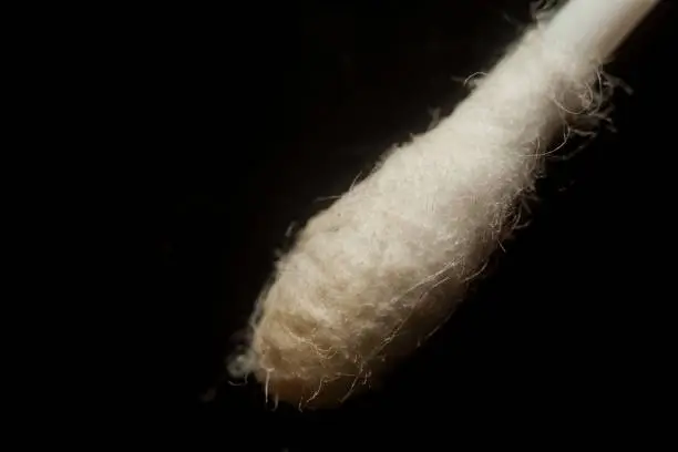 Photo of Cotton spinning ear on black background