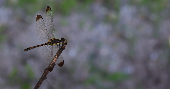 a dragonfly