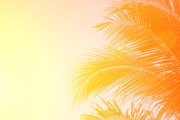 istock Evening sun shines through the coconut in the garden. 842730312