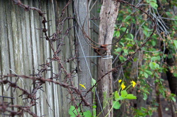 istock Rusty barbed wire on an old wooden fence 842736512