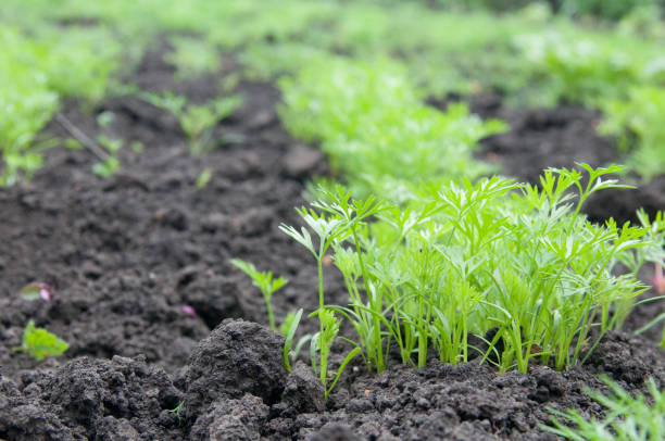 istock Beds with carrots in the garden. Young carrots sprouted 842736910