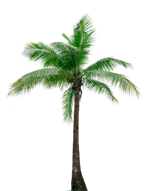 istock Coconut tree isolated on white background used for advertising decorative architecture. Summer and beach concept 842742804