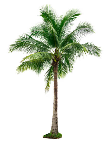 istock Coconut tree isolated on white background used for advertising decorative architecture. Summer and beach concept 842743006
