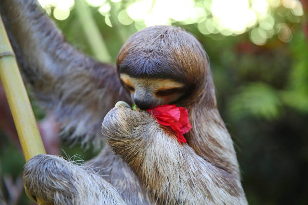 istock Happy rescued Sloth eating Hibiscus flowers 842743254