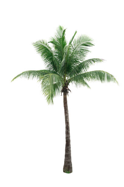 istock Coconut tree isolated on white background used for advertising decorative architecture. Summer and beach concept 842743256