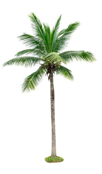 istock Coconut tree isolated on white background used for advertising decorative architecture. Summer and beach concept 842743268