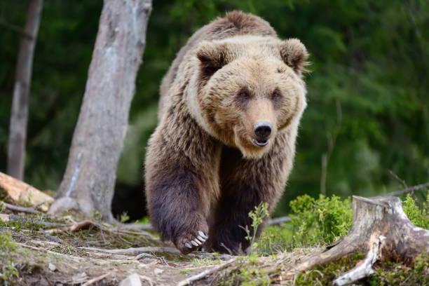 istock Big brown bear in the forest 842743590