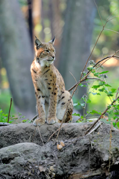 istock Eurasian Lynx in the forest 842743616