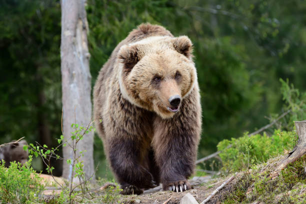 istock Big brown bear in the forest 842743650