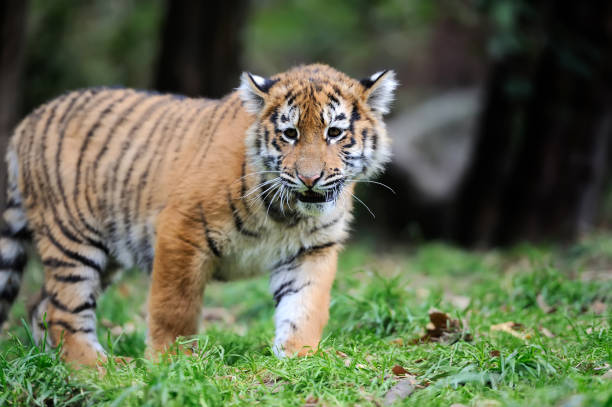 istock Portrait of a tiger cub 842743680