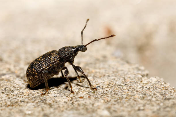 istock Black Vine Weevil - Otiorhynchus sulcatus 842743720