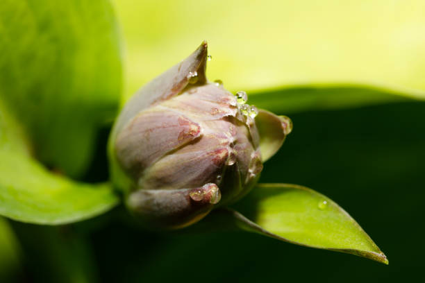 istock green plant flower bud closeup 842744322