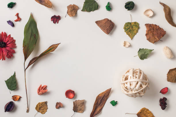 istock Shot of arranged autumn plants 842744514