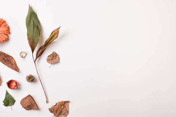 istock Autumn set of dry leaves with copy space 842744532