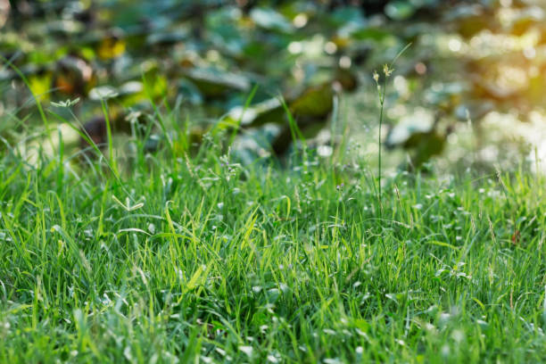 istock grass at the lotus pond. 842747992