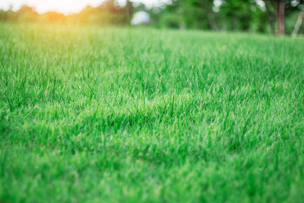 istock Green grass with the freshness of nature. 842748094