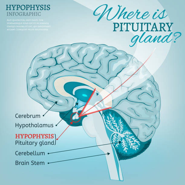 Pituitary gland vector Pituitary gland detailed vector illustration.  Medical anatomy of human brain cross section. Hypophysis infographic in light blue colours. Where is pituitary gland concept. thalamus illustrations stock illustrations