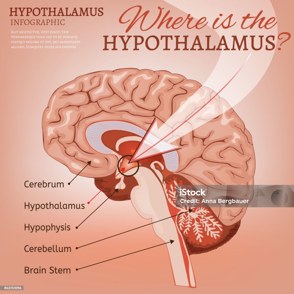 Hypothalamus Example Hypothalamus Vector Image Stock Illustration - Download Image Now ...