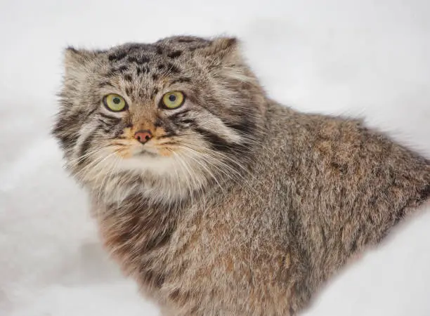 This is a wild cat living in Central Asia.