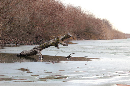 Driftwood in winter river covered with ice on overcast day