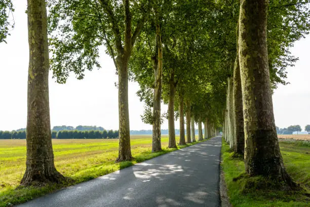 Photo of Small narrow and straight tree lined road in the french countryside