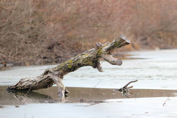 istock Driftwood in winter river covered with ice on overcast day 842760972