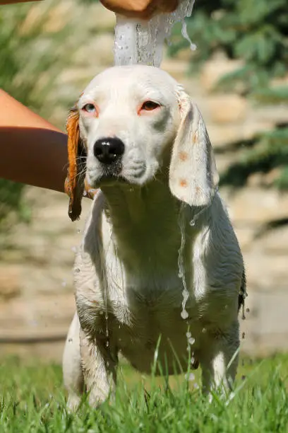 Photo of Beagle take a summer bath