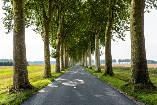 Small narrow and straight tree lined road in the french countryside.