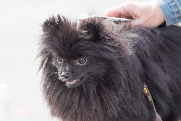 istock Haircut dogs professional master 842764820