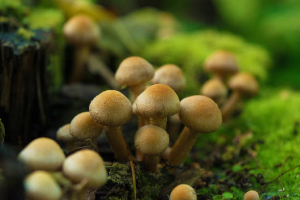 istock Group of Honey agaric growing on stump with green moss. Close up. Blurry background 842768038