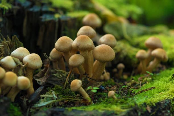 istock Group of Honey agaric growing on stump with green moss. Close up. Blurry background 842768042
