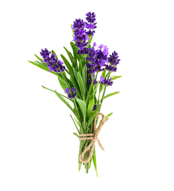 bukiet kwiatów lawendy wyizolowanych na białym - lavender lavender coloured flower homeopathic medicine zdjęcia i obrazy z banku zdjęć