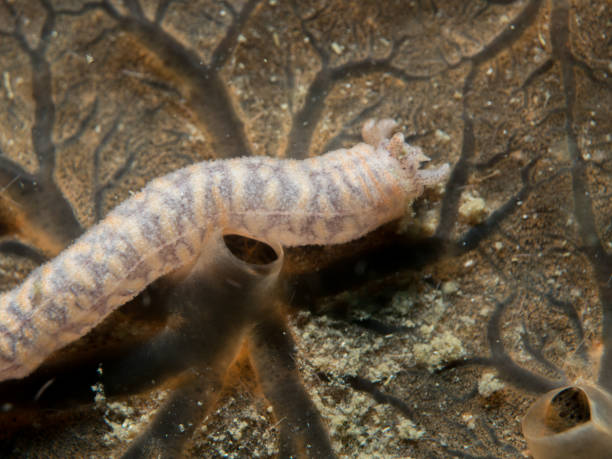 istock seaworm on the coral 842776612