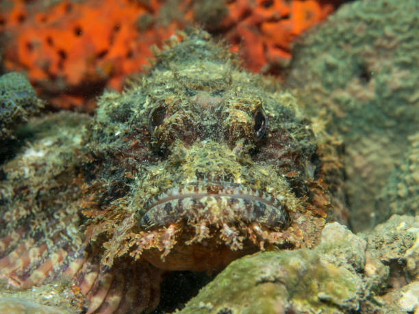 istock stonefish on the coral 842776666