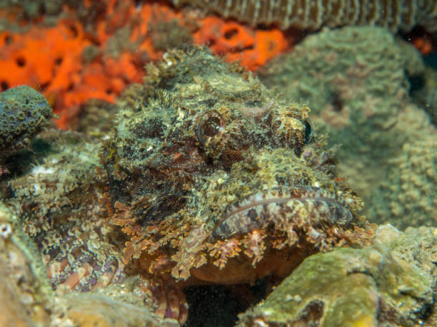istock stonefish on the coral 842776750