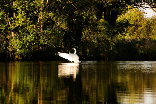 White swan in morning light on Peene river. Mecklenburg - Western Pomerania, Germany. August 2017