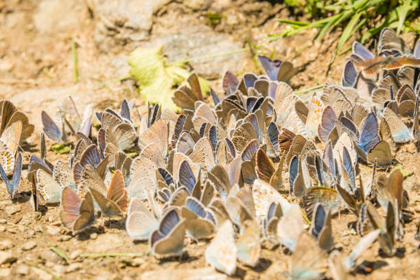 A huge group of Mazarine blue butterflies (Polyommatus semiargus) in a meadow in the Valais region of Switzerland.