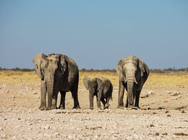 istock Elephant Herd - Etosha National Park - Namibia 842788562