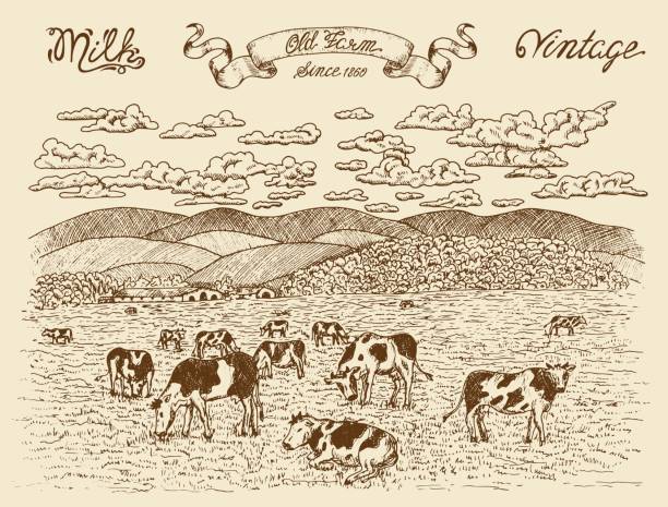 Farmland with cows, vignette banner and lettering Black vintage engraving, hand drawn design illustrations for label, poster. Rural farm concept herd of cows stock illustrations