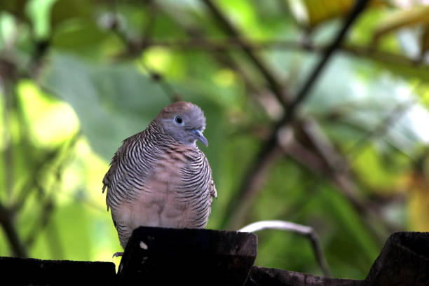 istock closeup of zebra dove 842789208