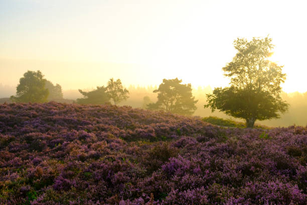 istock Blooming Heather plants in Heathland landscape during sunrise in summer 842790962