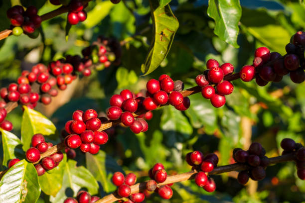istock Coffee cherries , coffee beans ripening on coffee tree 842792316