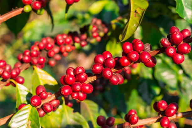 istock Coffee cherries , coffee beans ripening on coffee tree 842793062