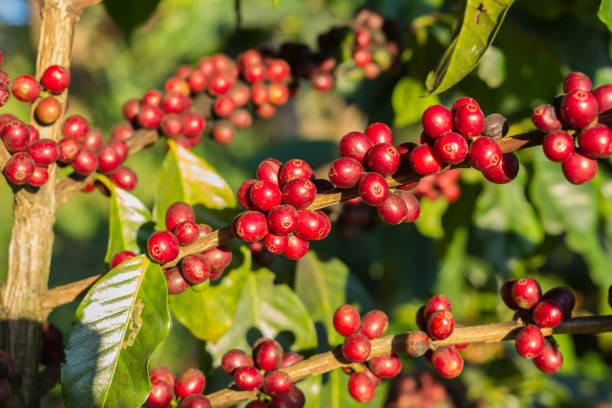 istock Coffee cherries , coffee beans ripening on coffee tree 842793514