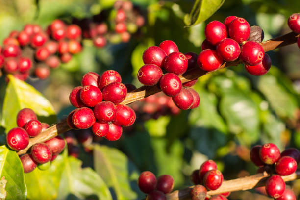 istock Coffee cherries , coffee beans ripening on coffee tree 842793538