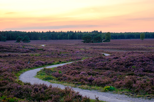 Blooming Heather plants in Heathland landscape during sunset in summer